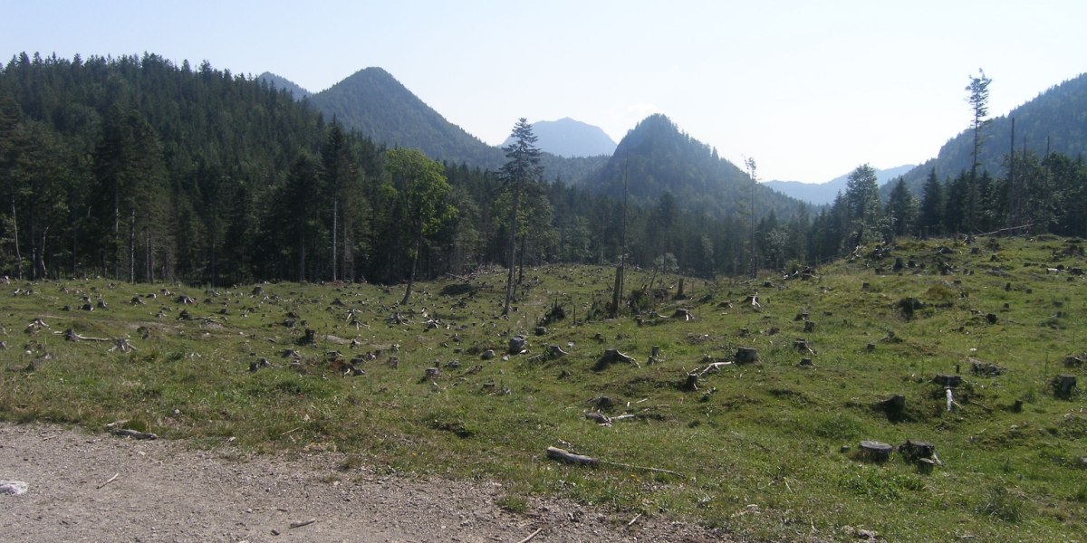 Lichtung oberhalb der Kotalm., © Outdooractive Redaktion Lichtung oberhalb der Kotalm., © Outdooractive Redaktion