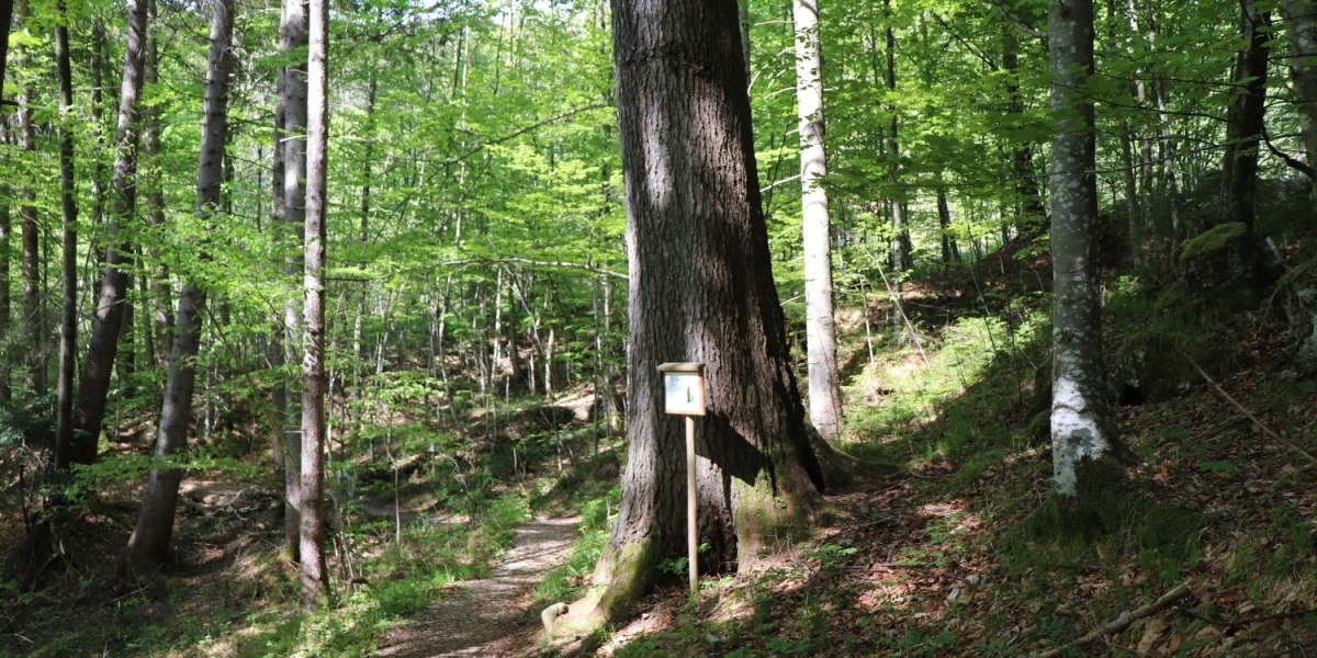 Weg zur Dainingsbach-Schlucht am Walchensee, © Tourist Information Kochel a. See Weg zur Dainingsbach-Schlucht am Walchensee, © Tourist Information Kochel a. See