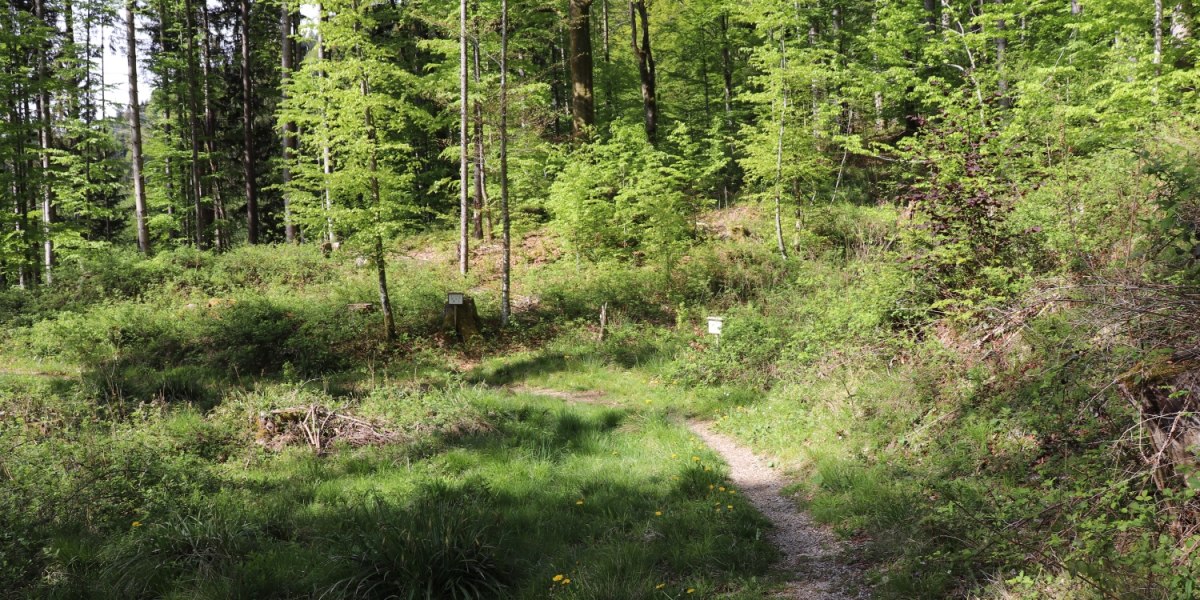 Weg zur Dainingsbach-Schlucht am Walchensee, © Tourist Information Kochel a. See Weg zur Dainingsbach-Schlucht am Walchensee, © Tourist Information Kochel a. See
