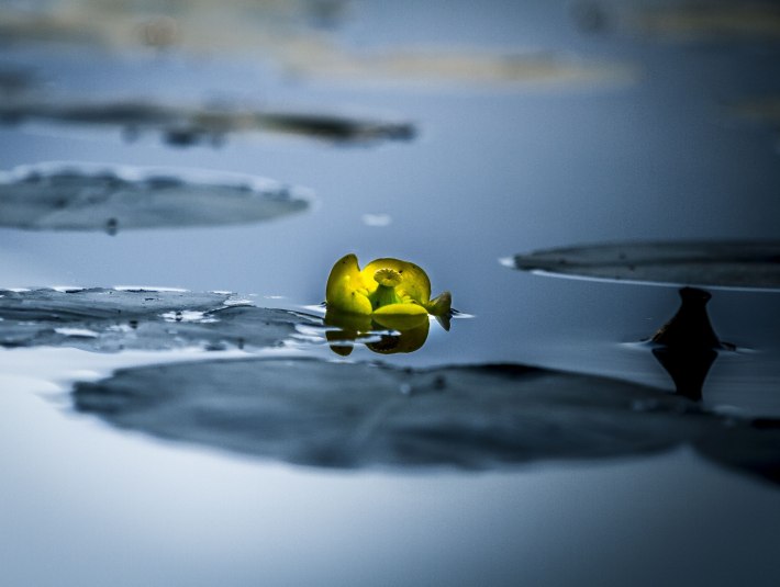 Blume im See, &copy; Tourist Information Kochel a. See