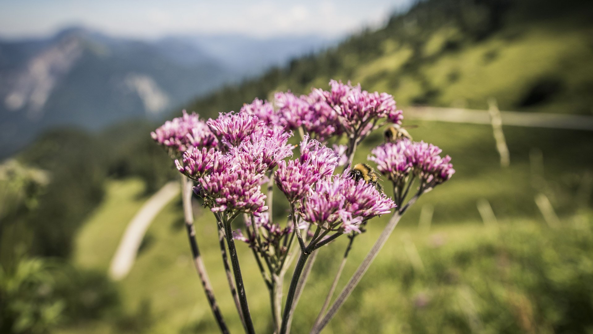 Naturlehrpfad auf dem Herzogstand, &copy; Tourist Information Kochel a. See
