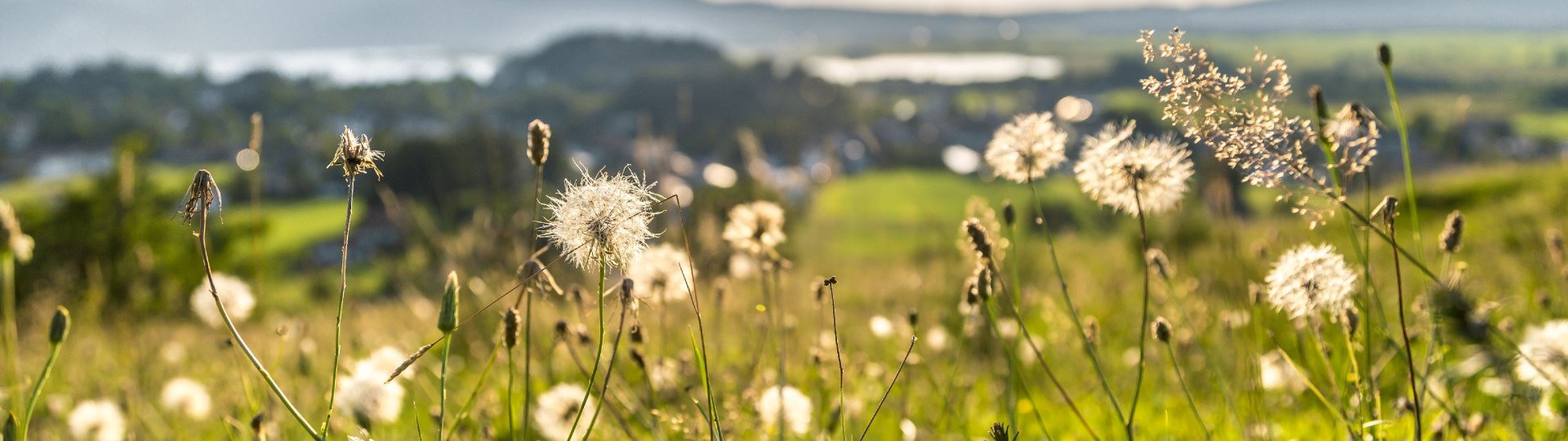 Wiese - Blick auf Kochel a. See, &copy; Tourist Information Kochel a. See
