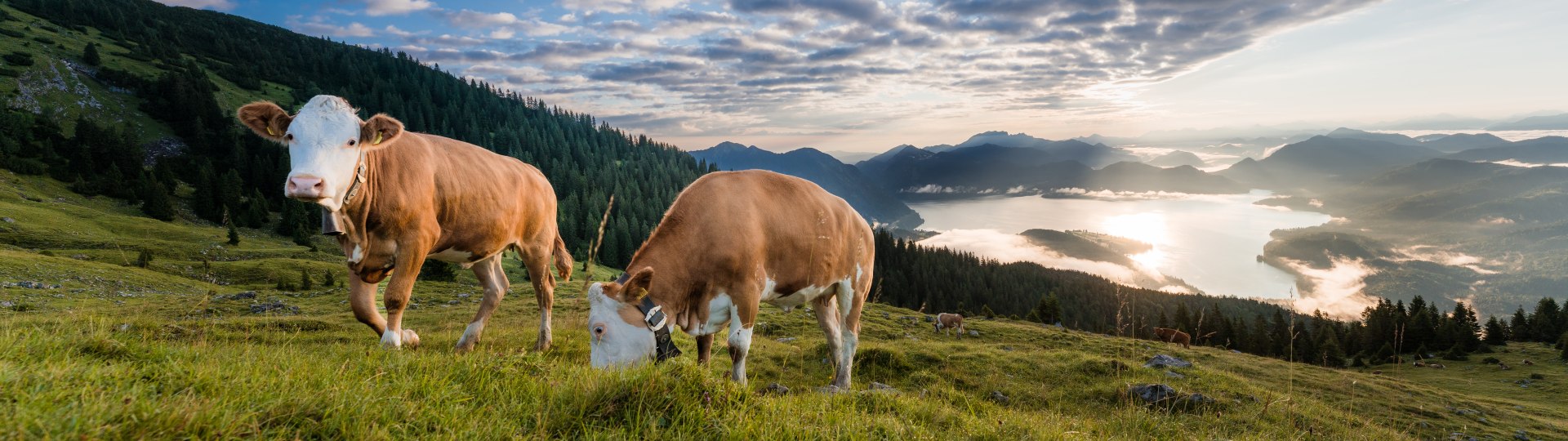 K&uuml;he am Berg, &copy; Tourist Information Kochel a. See, Paul Wolf