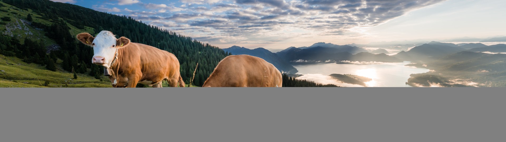 K&uuml;he am Berg, &copy; Tourist Information Kochel a. See, Paul Wolf